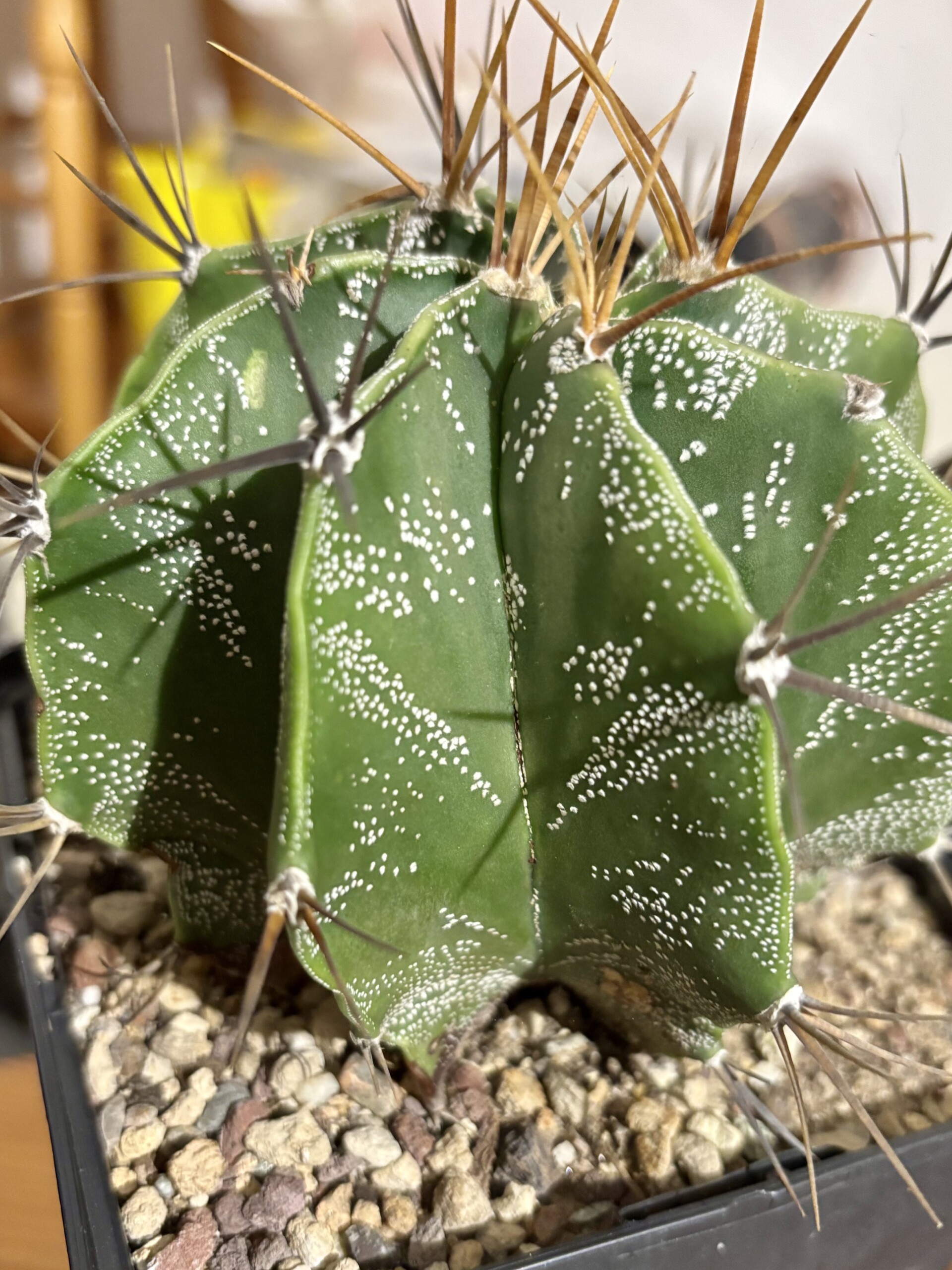 Astrophytum ornatum