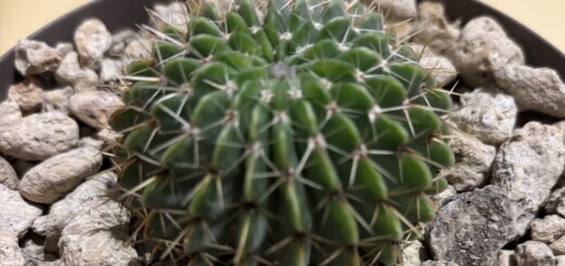 Notocactus buiningii