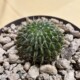 Notocactus buiningii