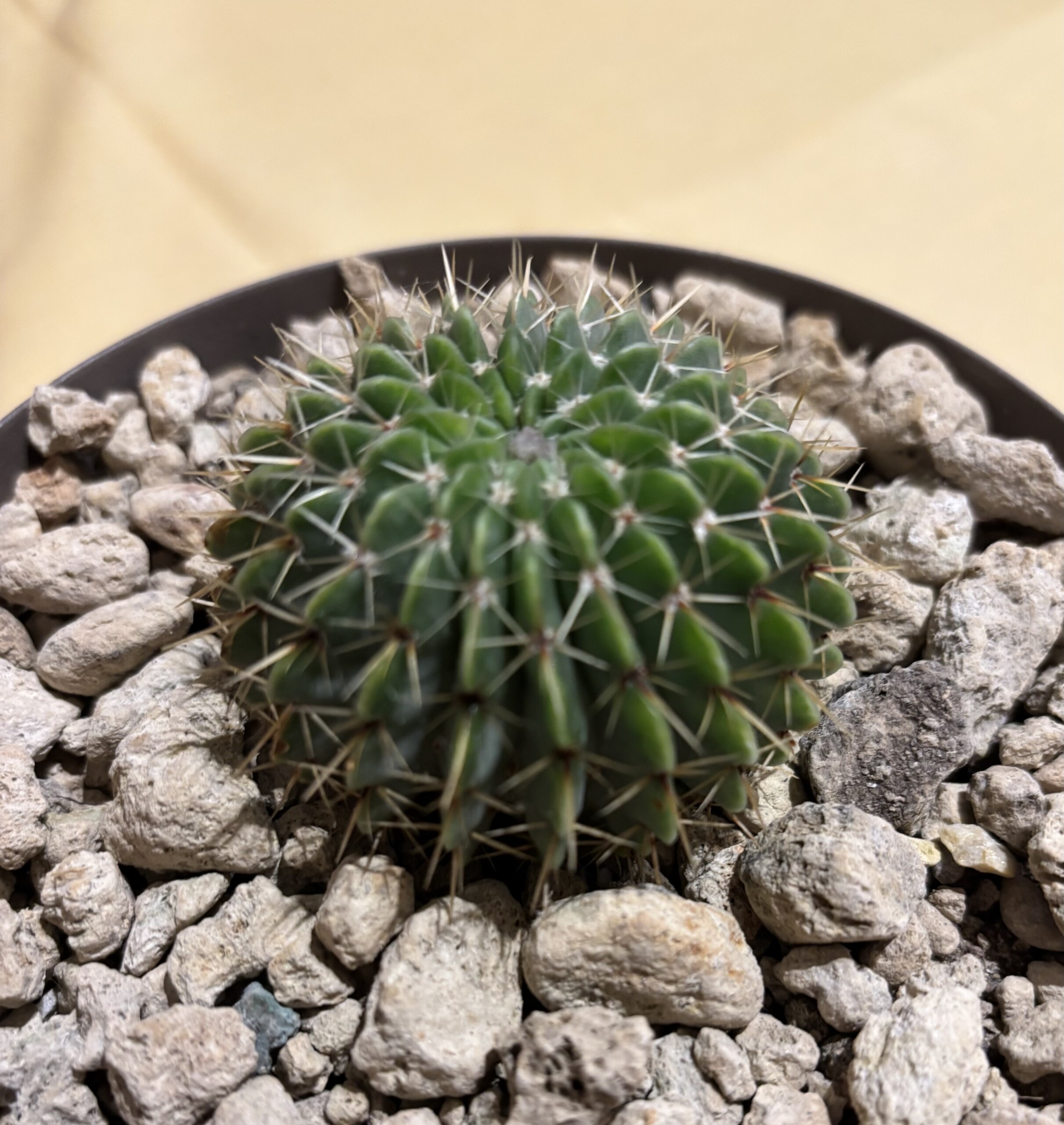 Notocactus buiningii