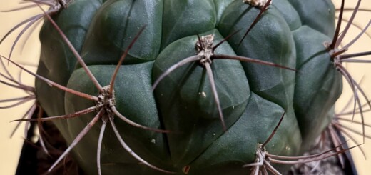 Gymnocalycium Saglionis