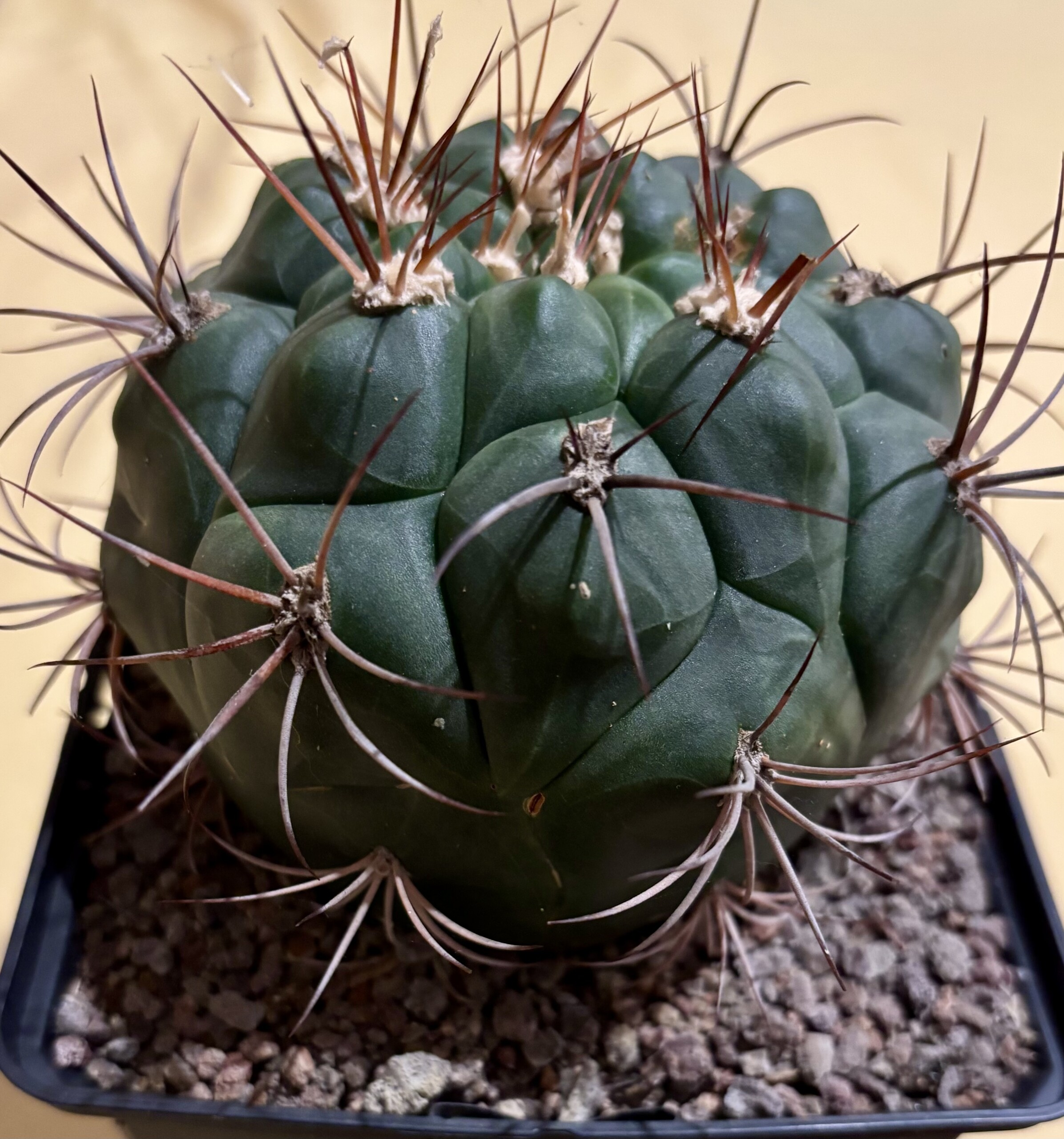 Gymnocalycium Saglionis