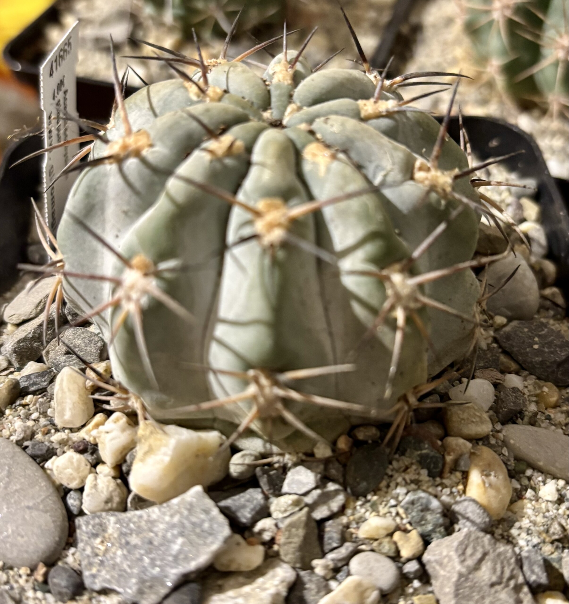 Acanthocalycium glaucum