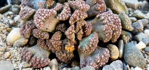 Titanopsis calcarea