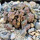 Titanopsis calcarea