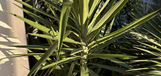 Yucca gigantea