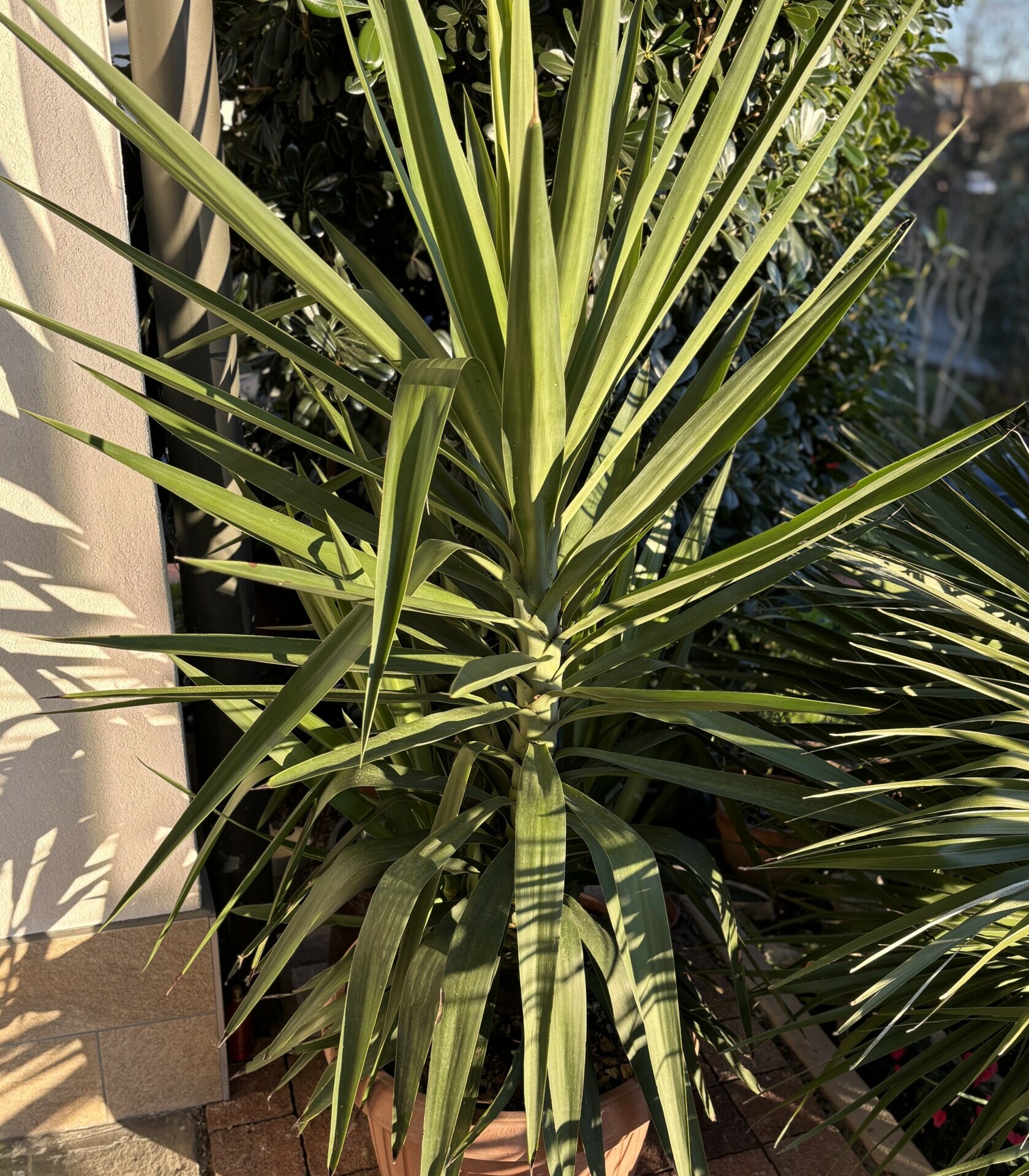 Yucca gigantea