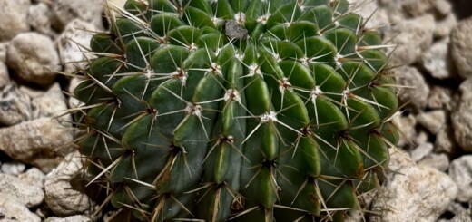 Notocactus buiningii