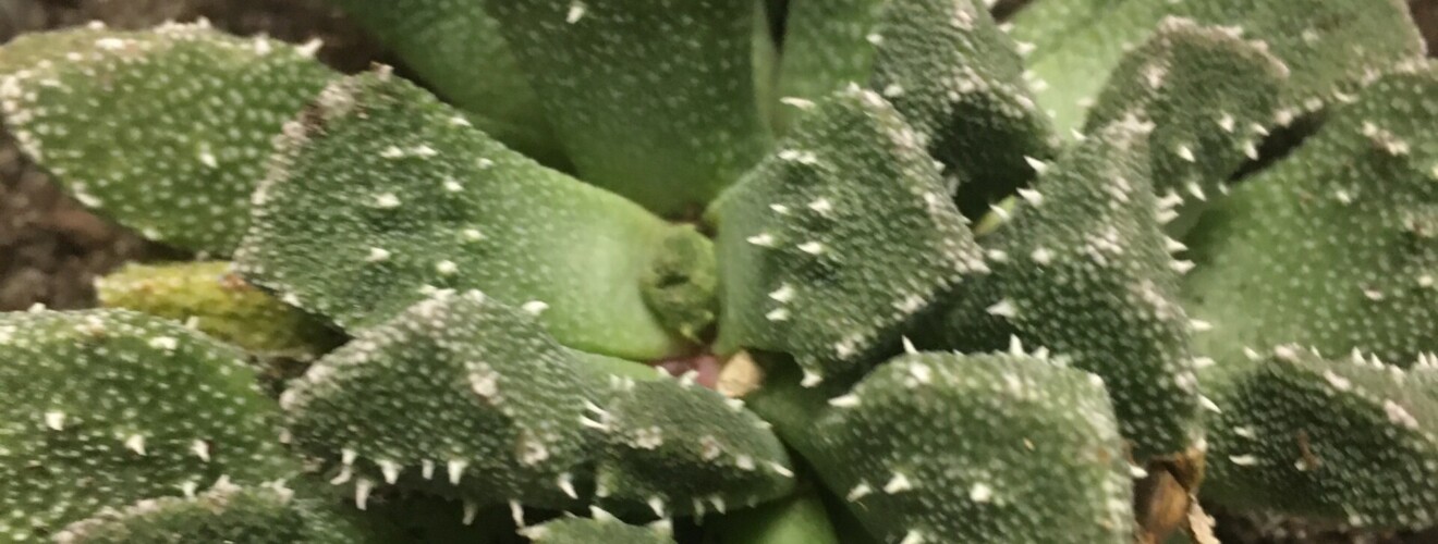 Aloinopsis setifera