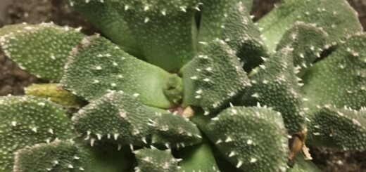 Aloinopsis setifera