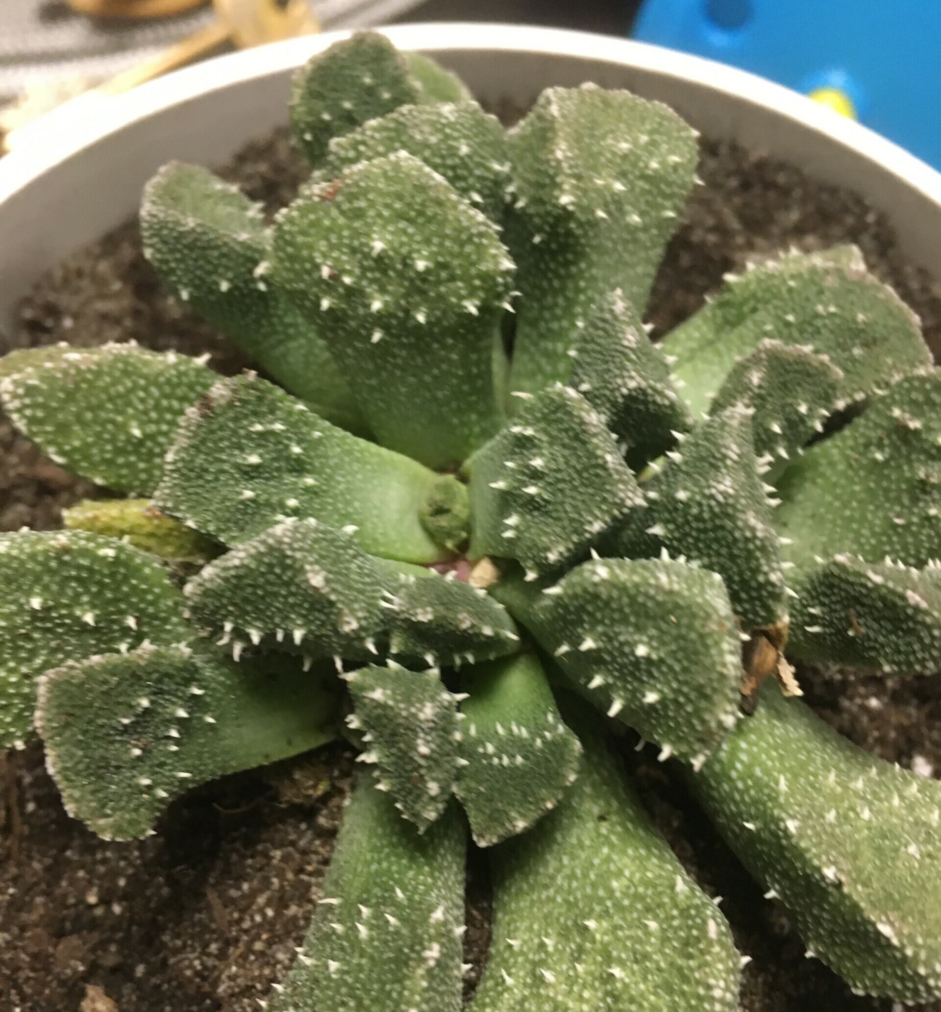 Aloinopsis setifera