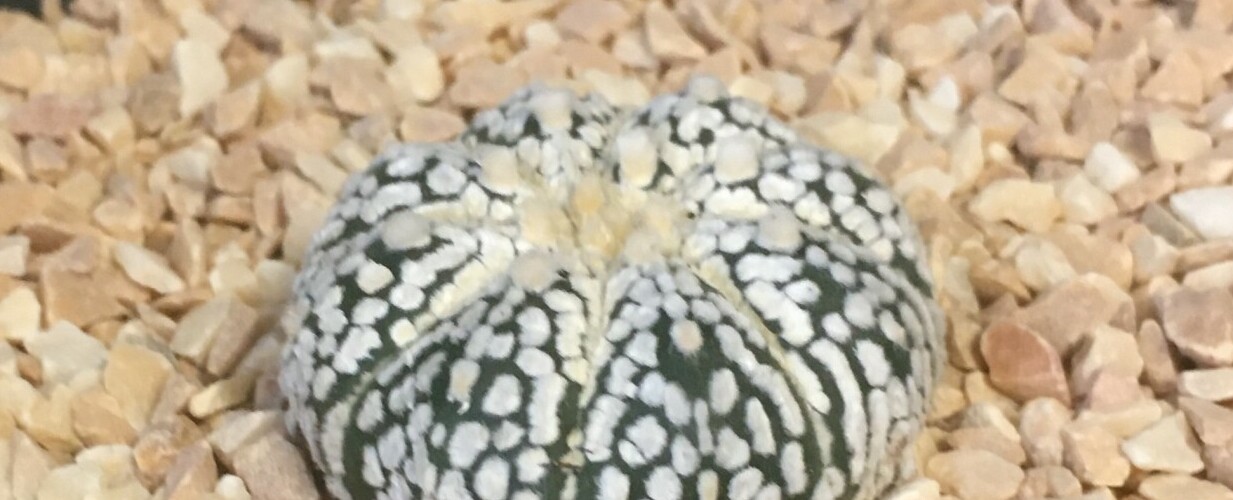 Astrophytum asterias cv. Super Kabuto