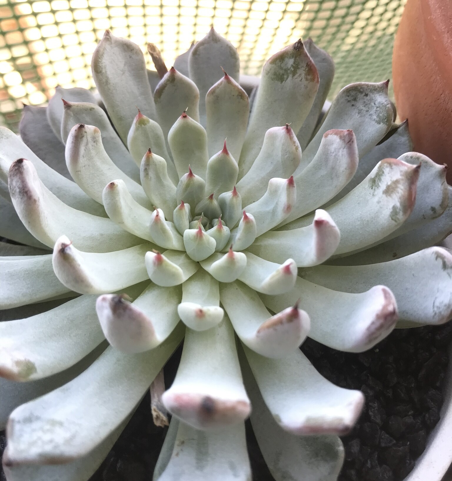 Echeveria cuspidata var. gemmula