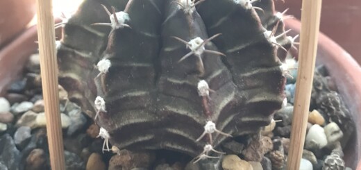 Gymnocalycium mihanovichii