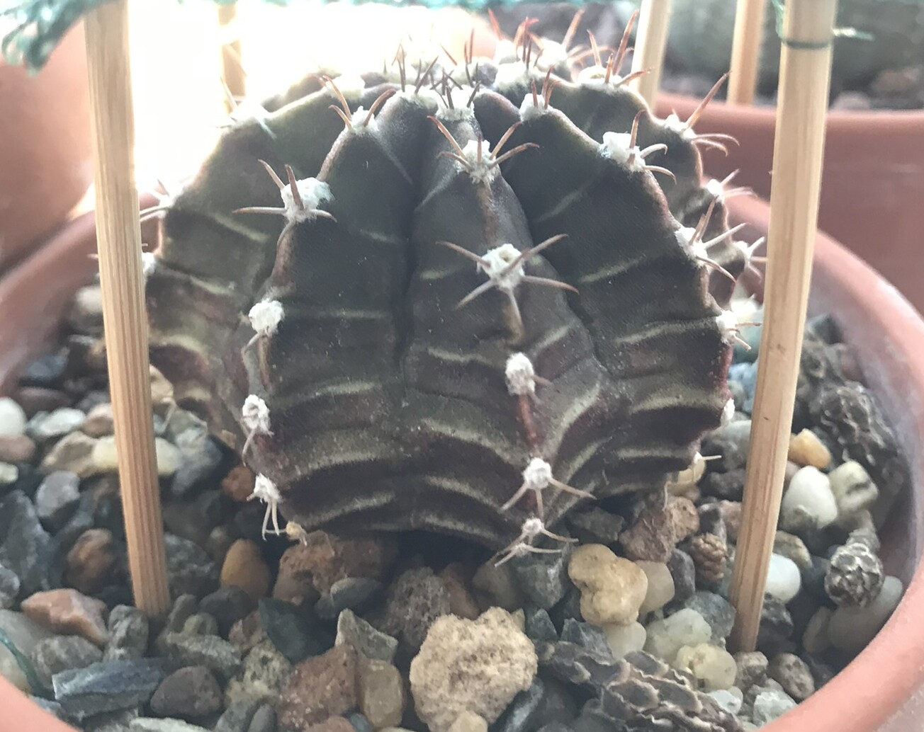 Gymnocalycium mihanovichii