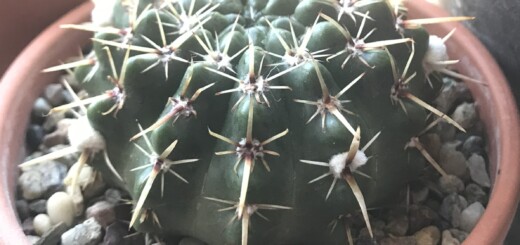 Notocactus submammullosus