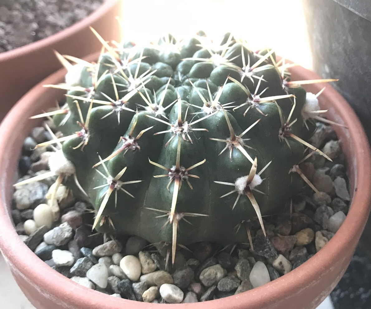 Notocactus submammullosus