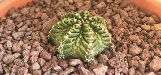 Aztekium ritteri