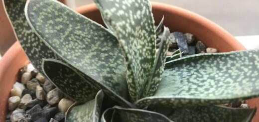 Gasteria pillansii