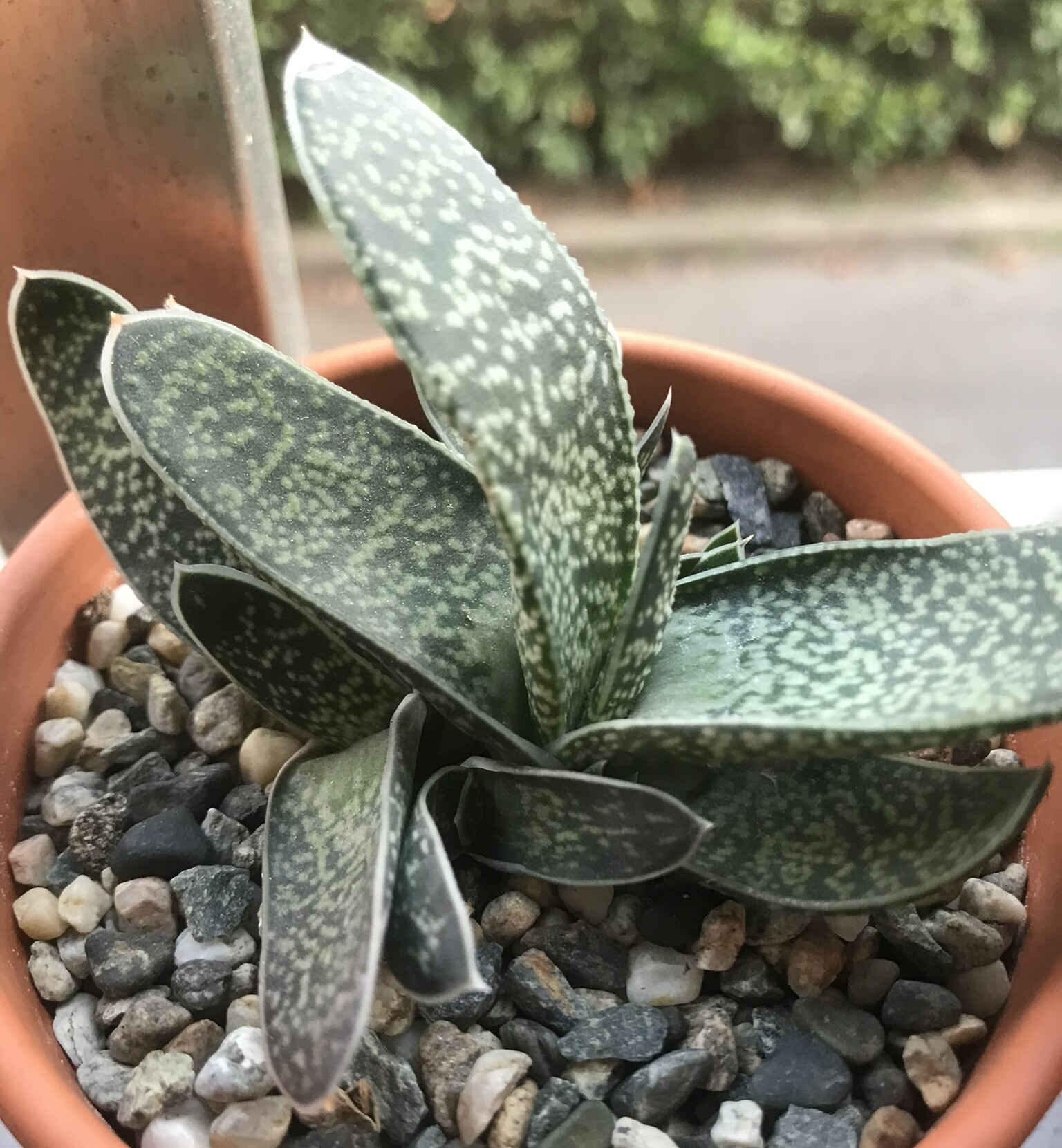 Gasteria pillansii