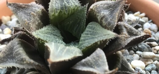 Haworthia retusa