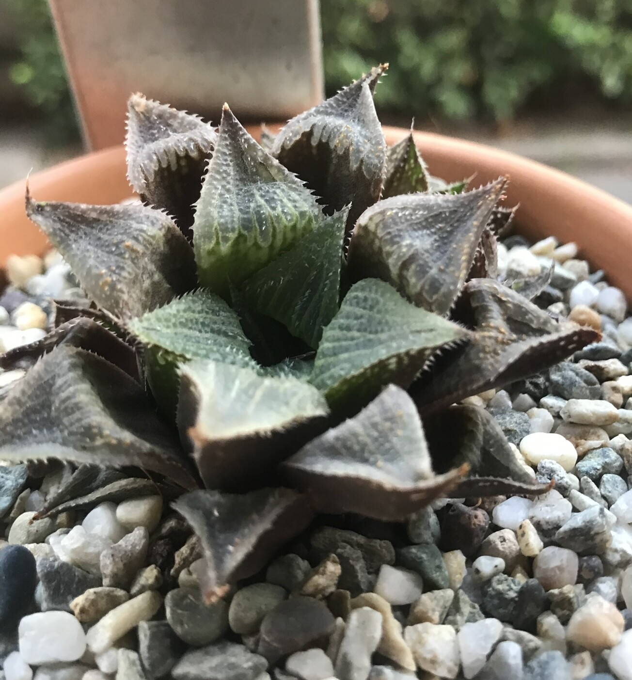 Haworthia retusa