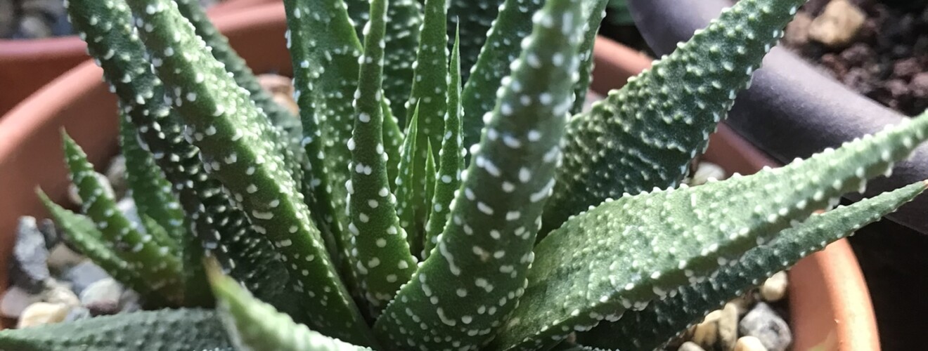 Haworthia Universe