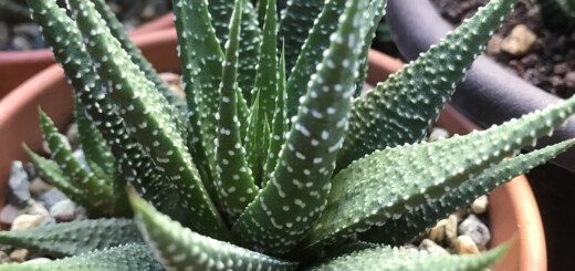 Haworthia Universe