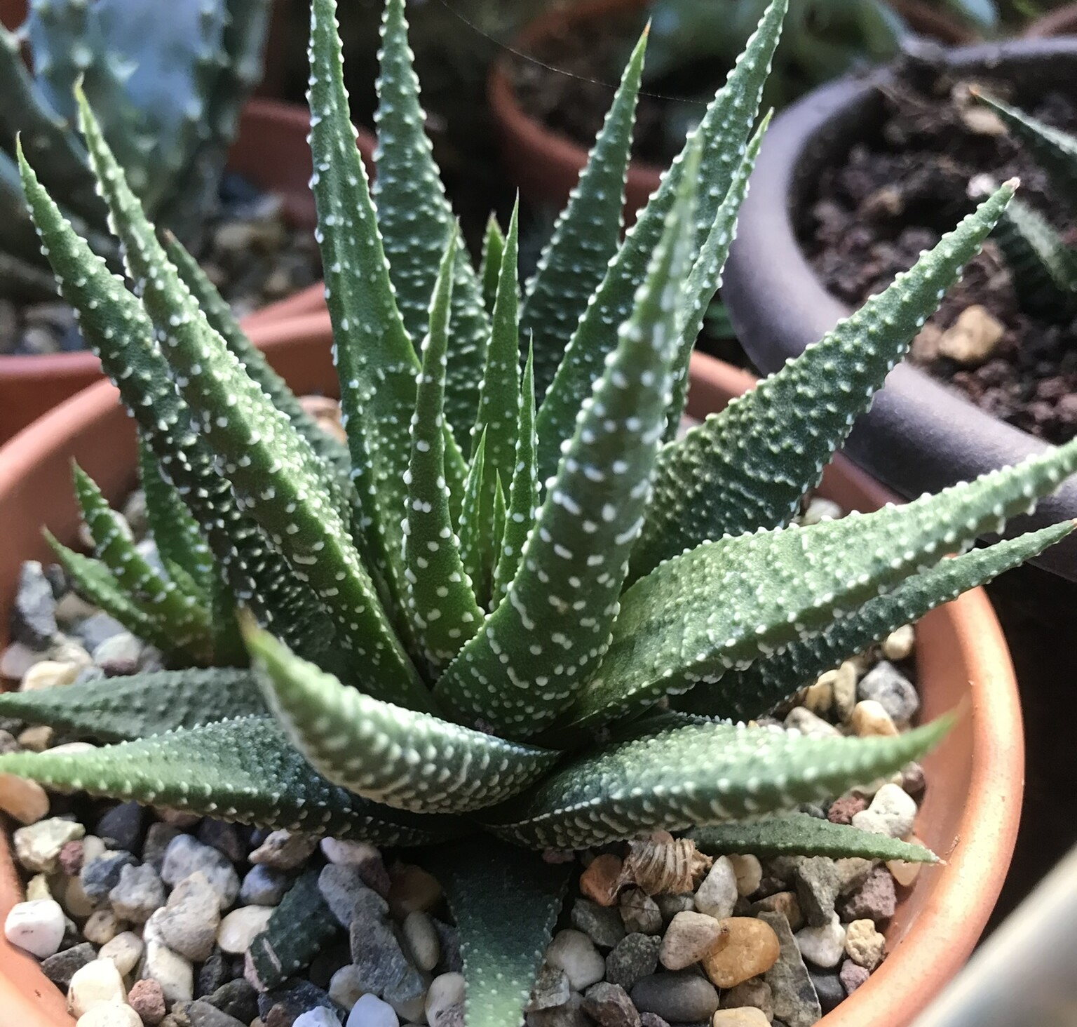 Haworthia Universe