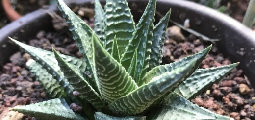 Haworthia limifolia