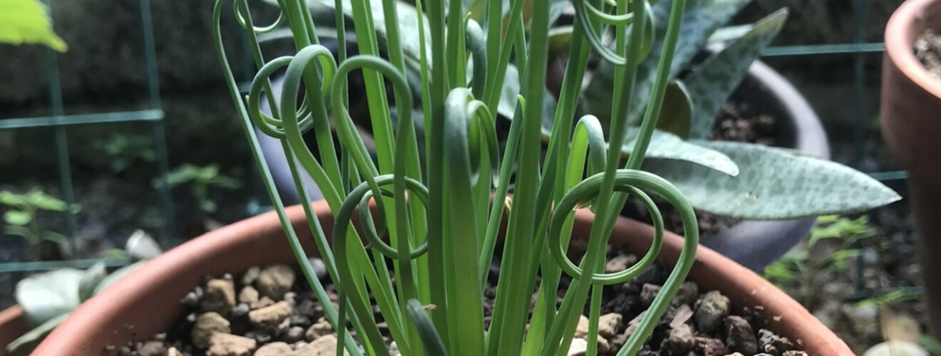 Albuca spiralis