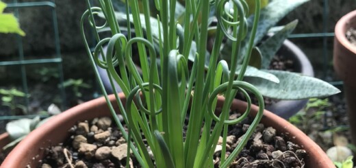 Albuca spiralis