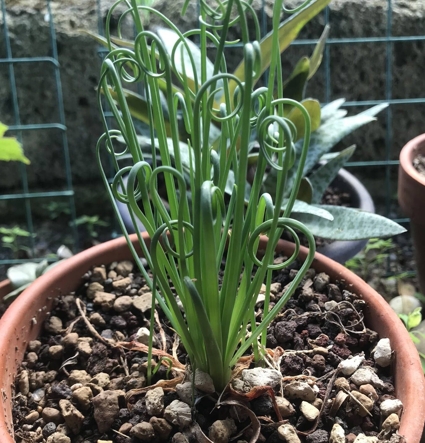 Albuca spiralis