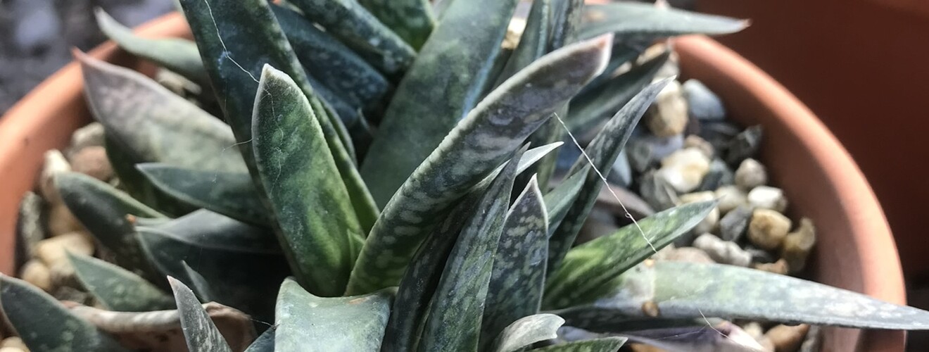 Gasteria bicolor