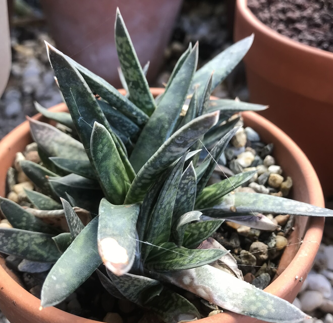 Gasteria bicolor