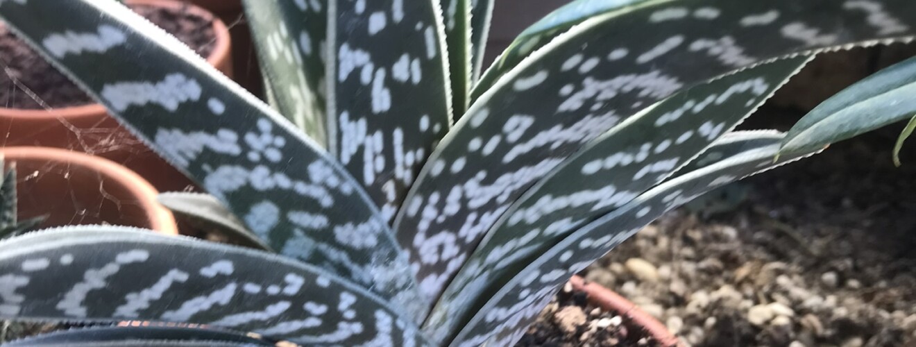 Aloe variegata