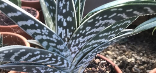 Aloe variegata