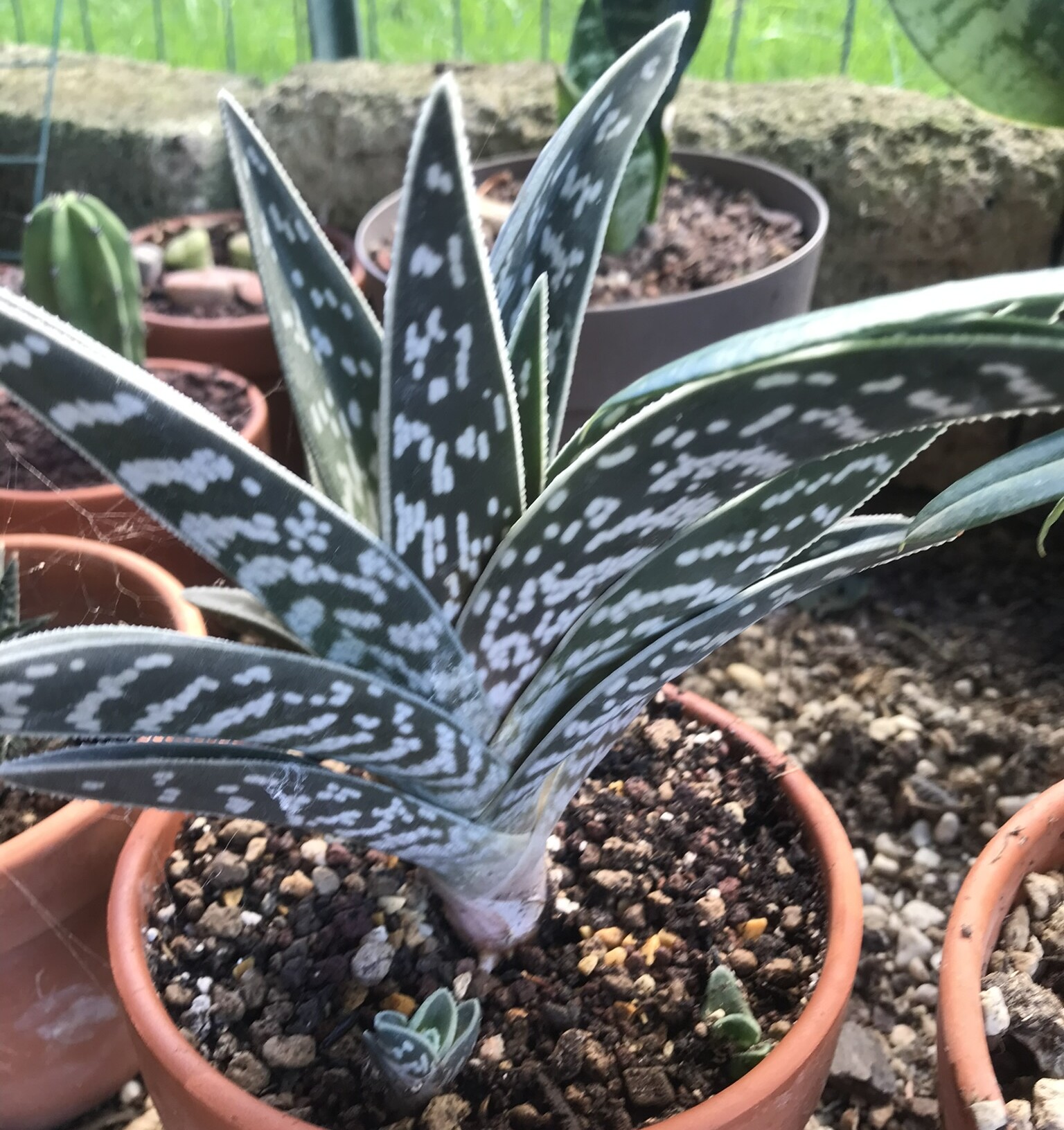 Aloe variegata