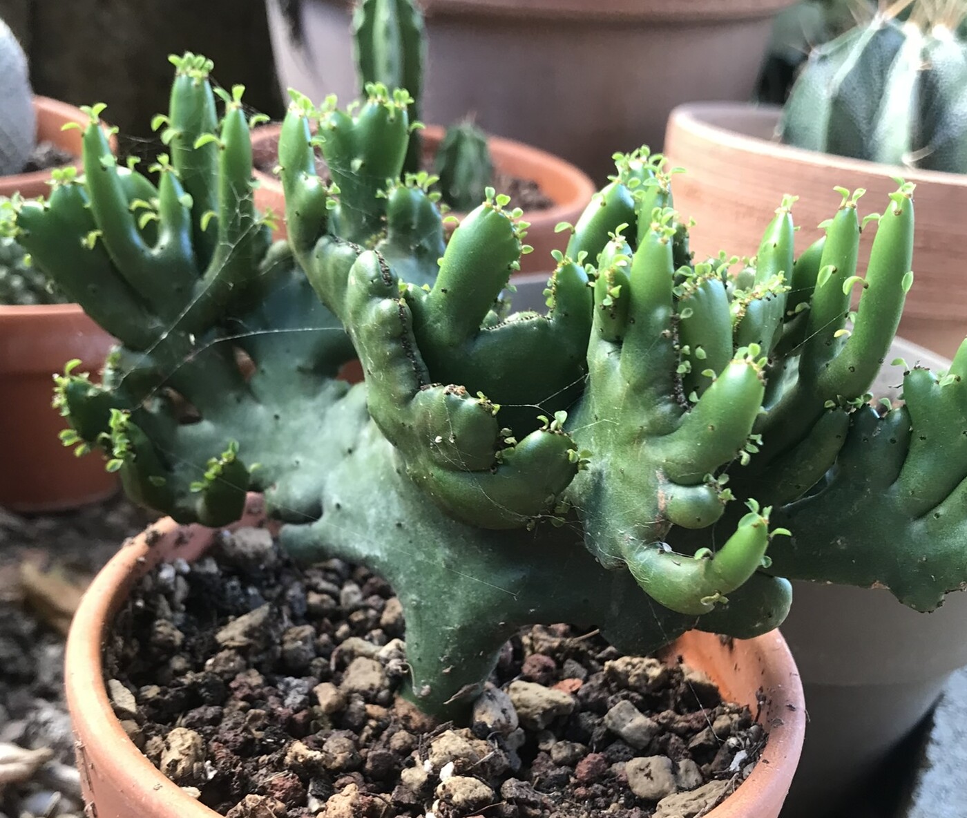 Euphorbia leucodendron crestata