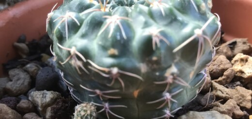 Gymnocalycium baldianum