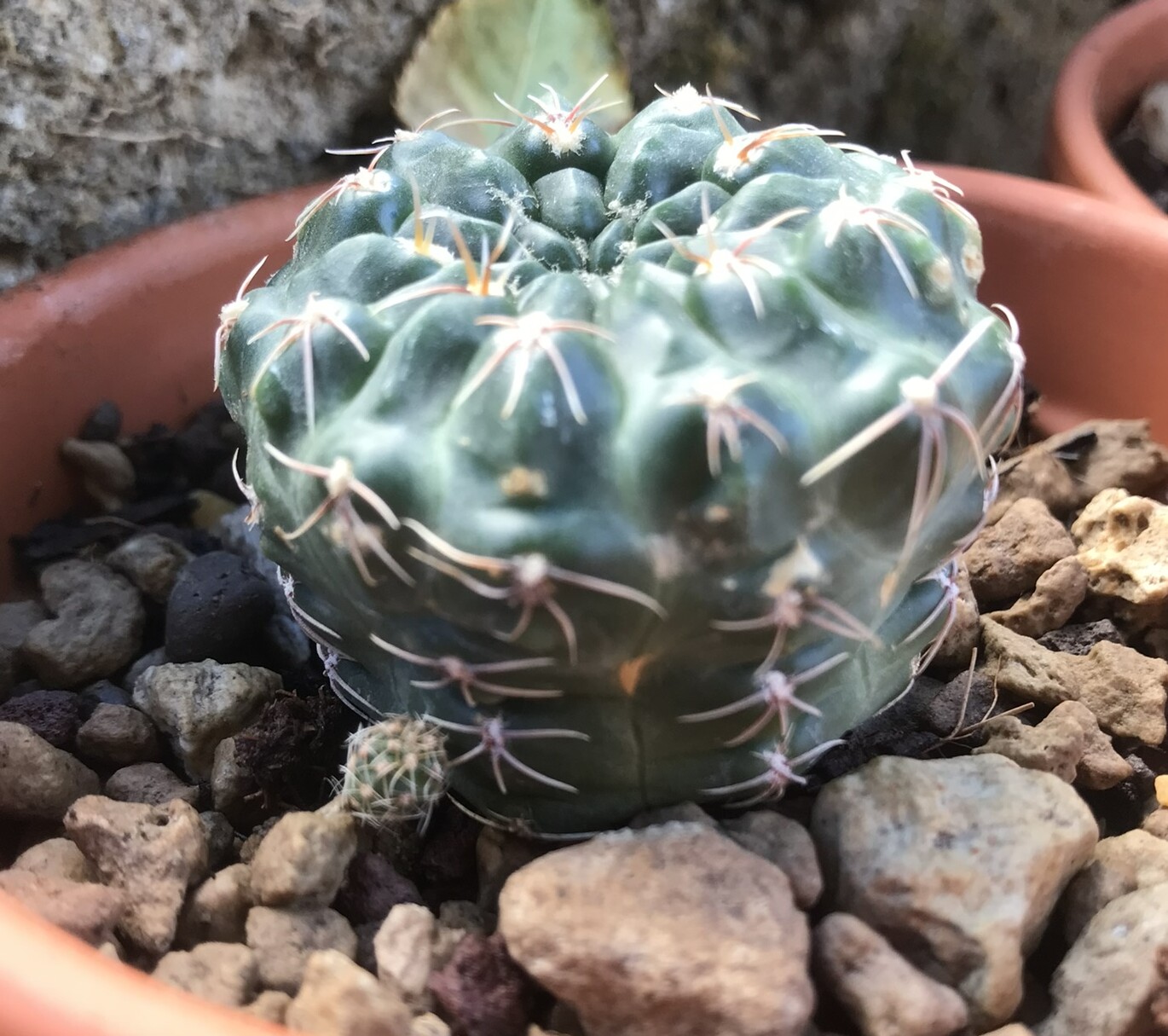 Gymnocalycium baldianum