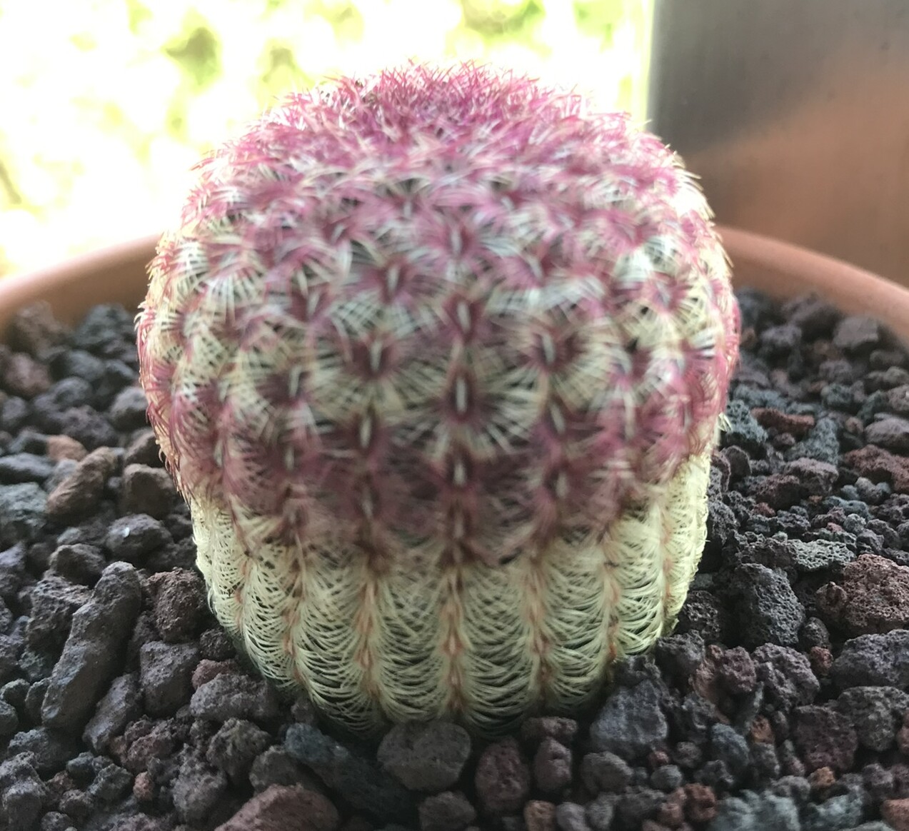 Echinocereus rigidissimus subs. rubispinus