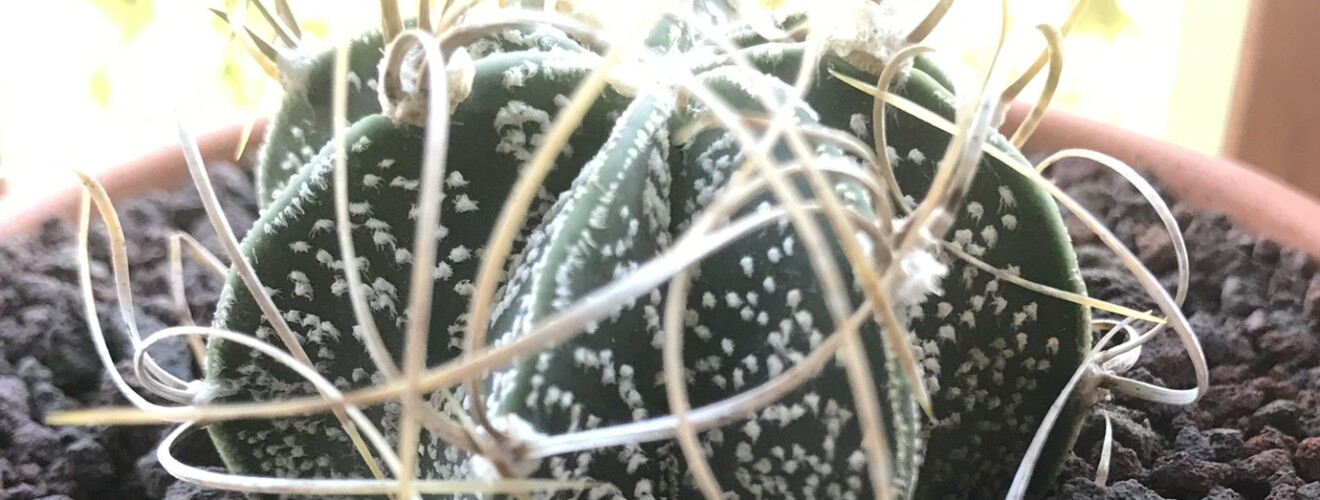 Astrophytum capricorne senile Krausii