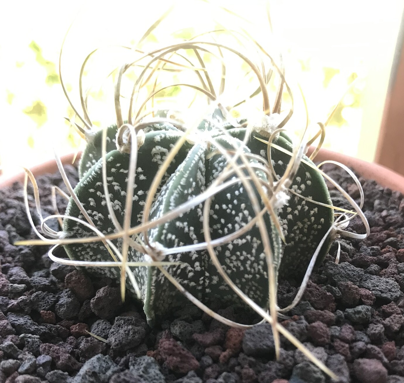 Astrophytum capricorne senile Krausii