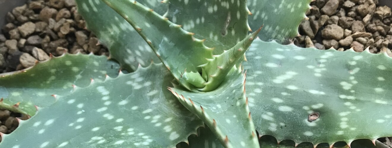 Aloe saponaria