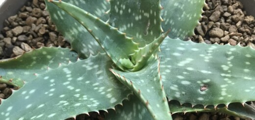 Aloe saponaria