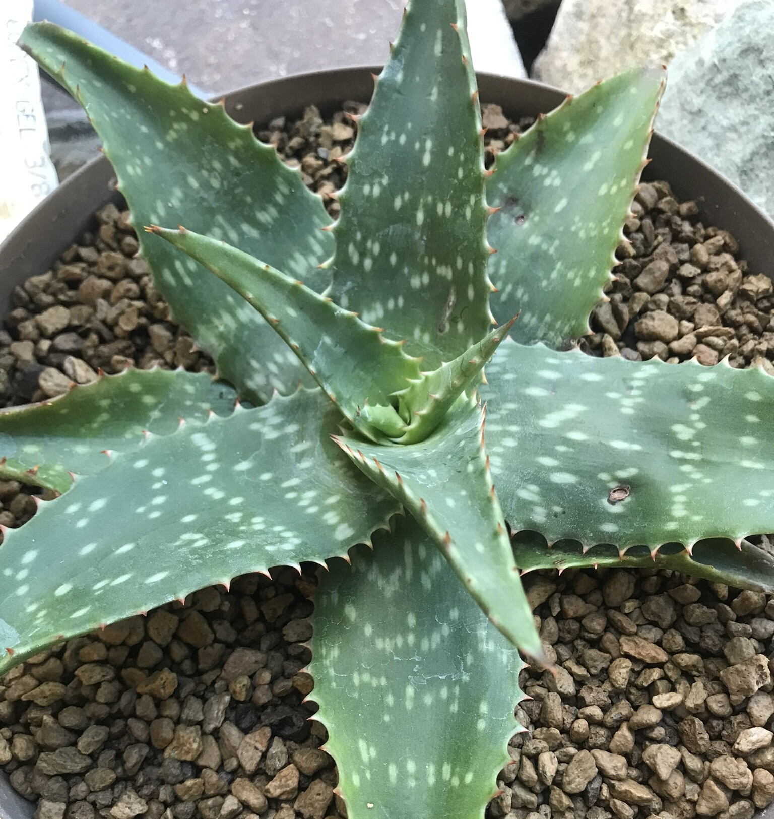 Aloe saponaria