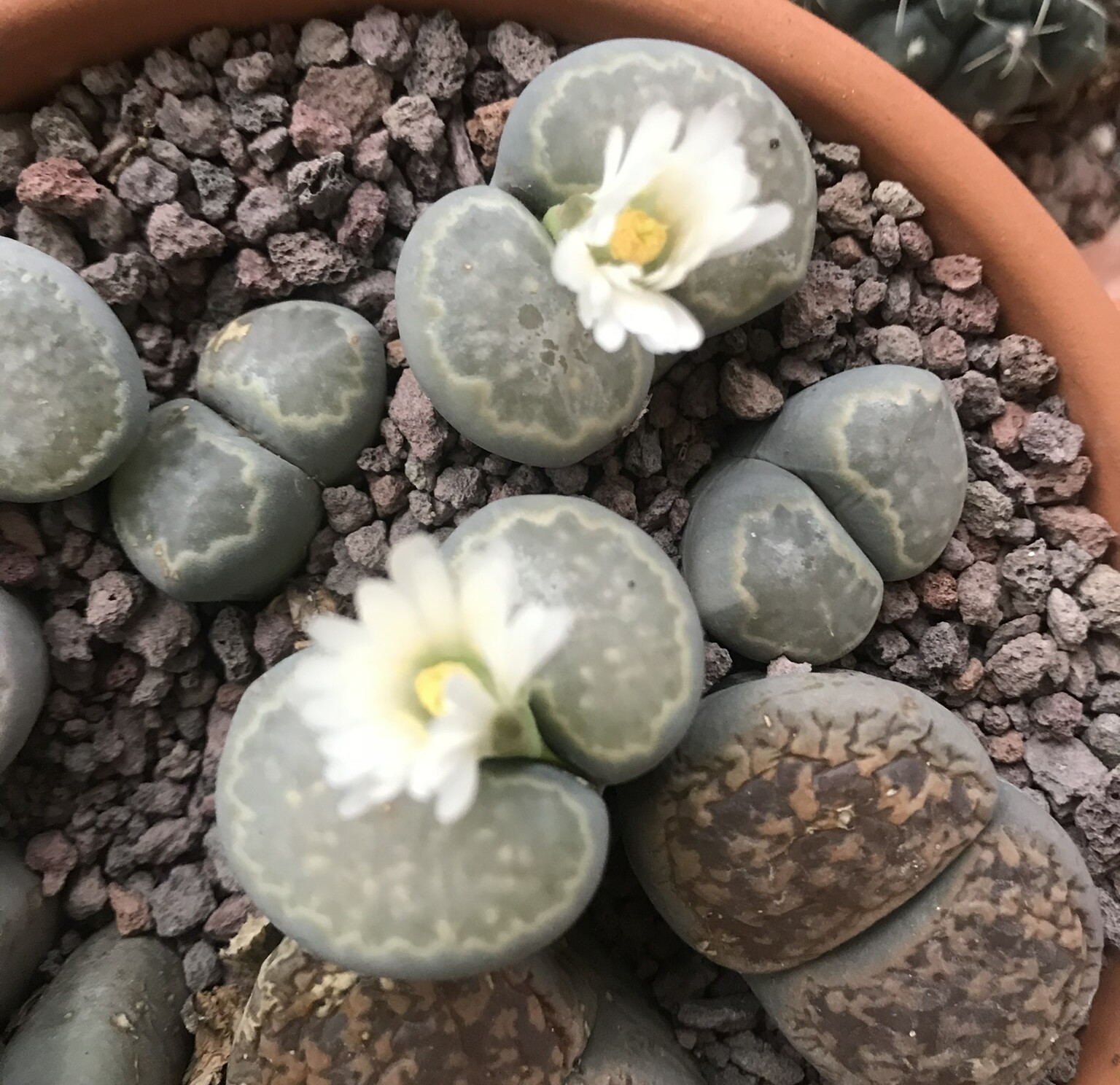 Lithops aucampiae