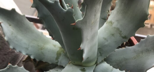 Agave potatorum Zucc.