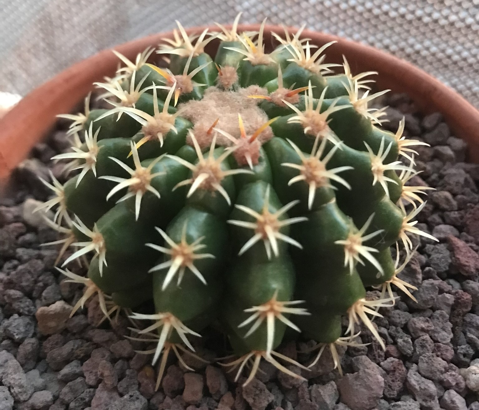 Echinocactus grusonii var. intermedius